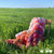 PANEL POPPY PINK QUILT - Imagen 5