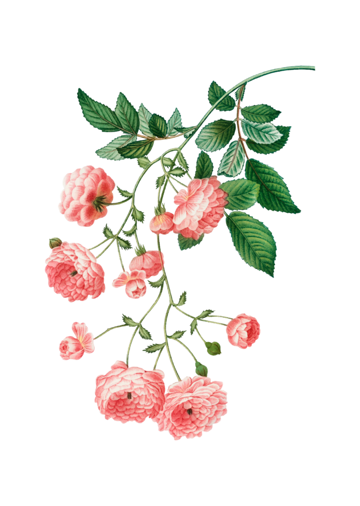 Ilustración botánica delicada de una rama con rosas rosadas y hojas verdes sobre un fondo claro, ideal para patrones de diseño textil.