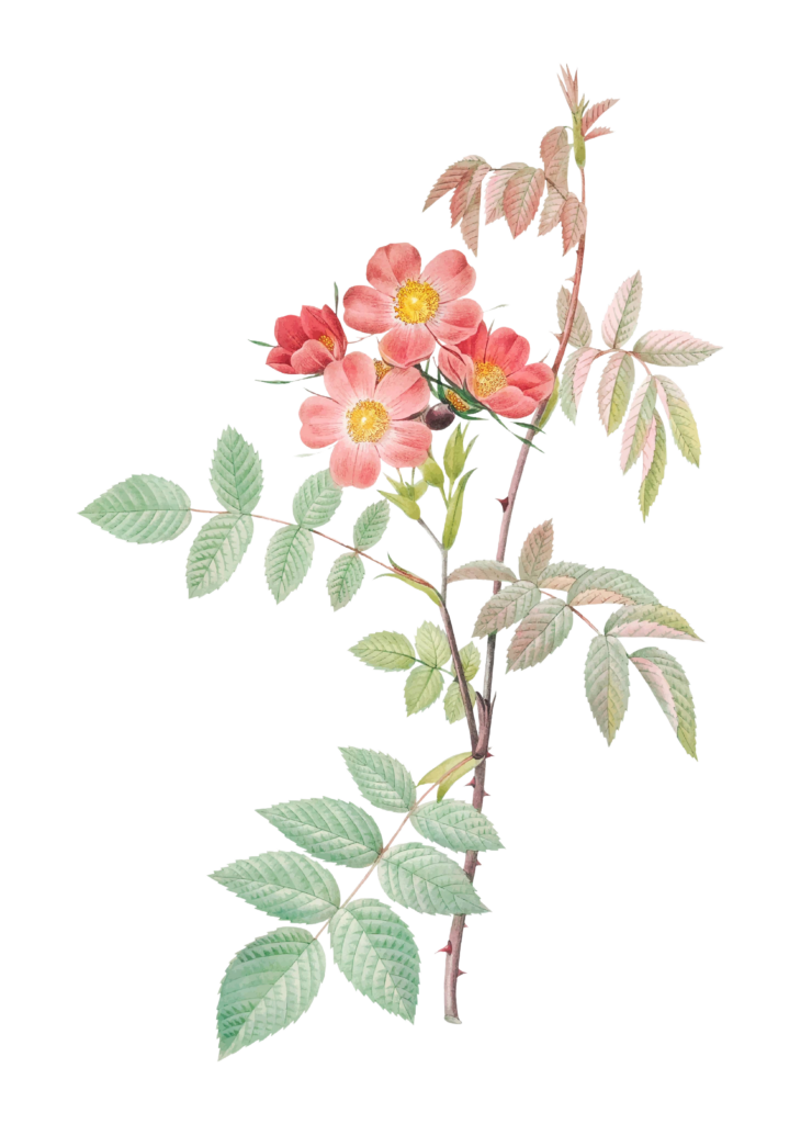 Ilustración de una rama con pequeñas flores silvestres de color coral y hojas verdes detalladas, perfecta para diseños de patchwork y costura creativa.